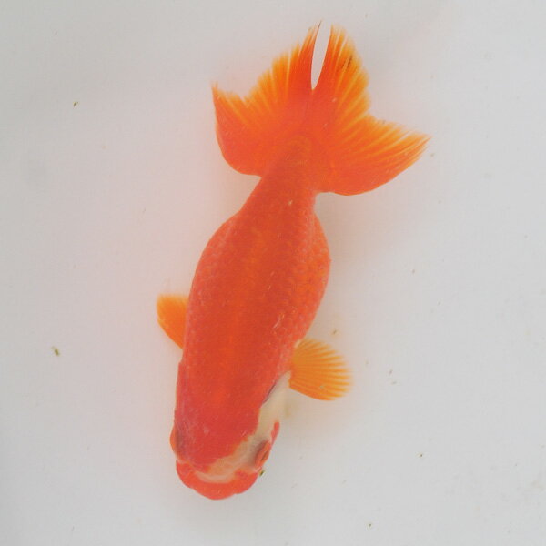 らんちゅう 当才魚 顔に三角の黄頭が目立つ一文字赤勝ち更紗 9.5cm(@25.1125