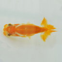 らんちゅう 当才魚 顔の良い更紗 8cm(@25.8.29)