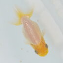 らんちゅう 当才魚 レアな真っ白 黄頭8.5cm(@25.9.12)