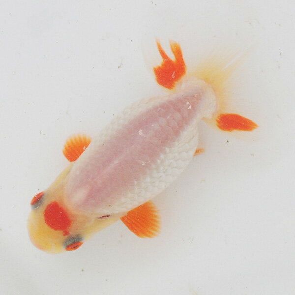 宇野系らんちゅう当歳魚・上物面かぶり・更紗等５匹セット Yahoo!オークション -「宇野らんちゅう」の落札相場・落札価格