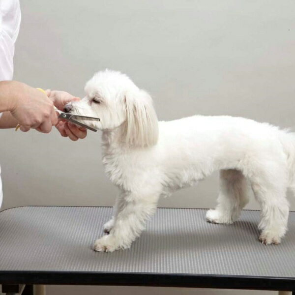 �ɥ����ޥ� NHS �����Х��� ����ǭ�� NHS-76 �˥塼�ϥˡ����ޥ��� DoggyMan �ݥ���Ⱦò������ѡ�SALE ���㤤ʪ�ޥ饽�� �㤤���