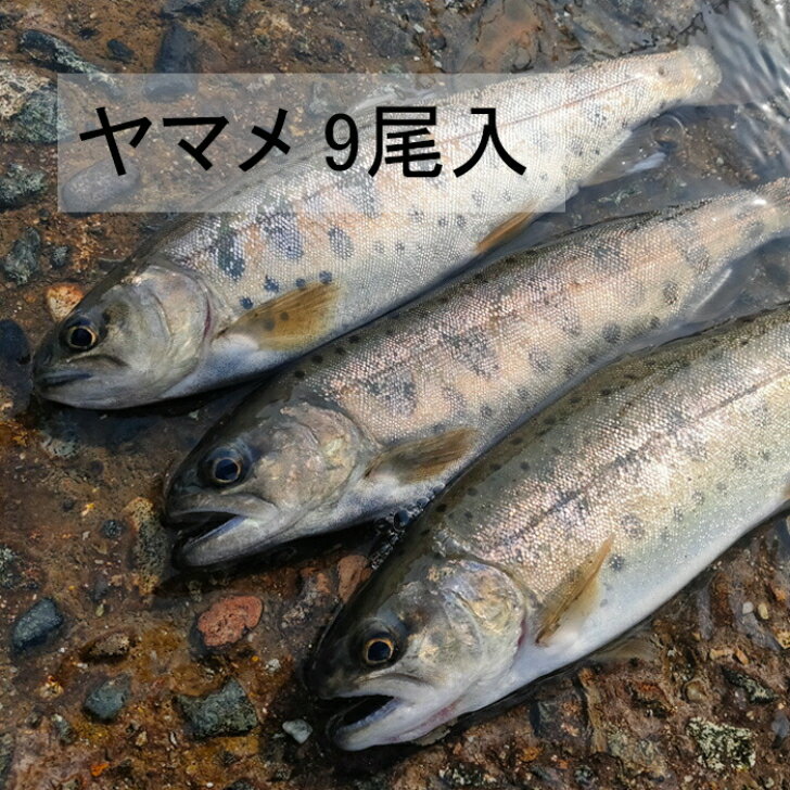 ヤマメ9尾入り 山女 渓流 女王 川魚 BBQ 新潟 魚沼 送料無料 ギフト 塩焼き 冷凍 9尾セッ ...