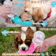 犬用水筒 ルビウスタン RUBEUSTAN ペット用 水飲み器 犬 散歩 ウォーターボトル (500ml, ピンク)