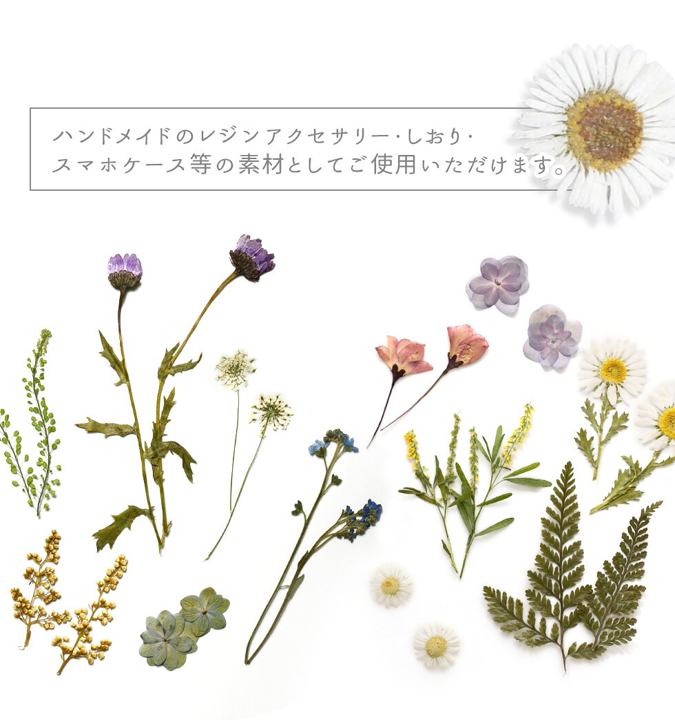 押し花 ドライフラワー 野草 レジン封入 ナチュラル ボタニカル 【メール便対応】...