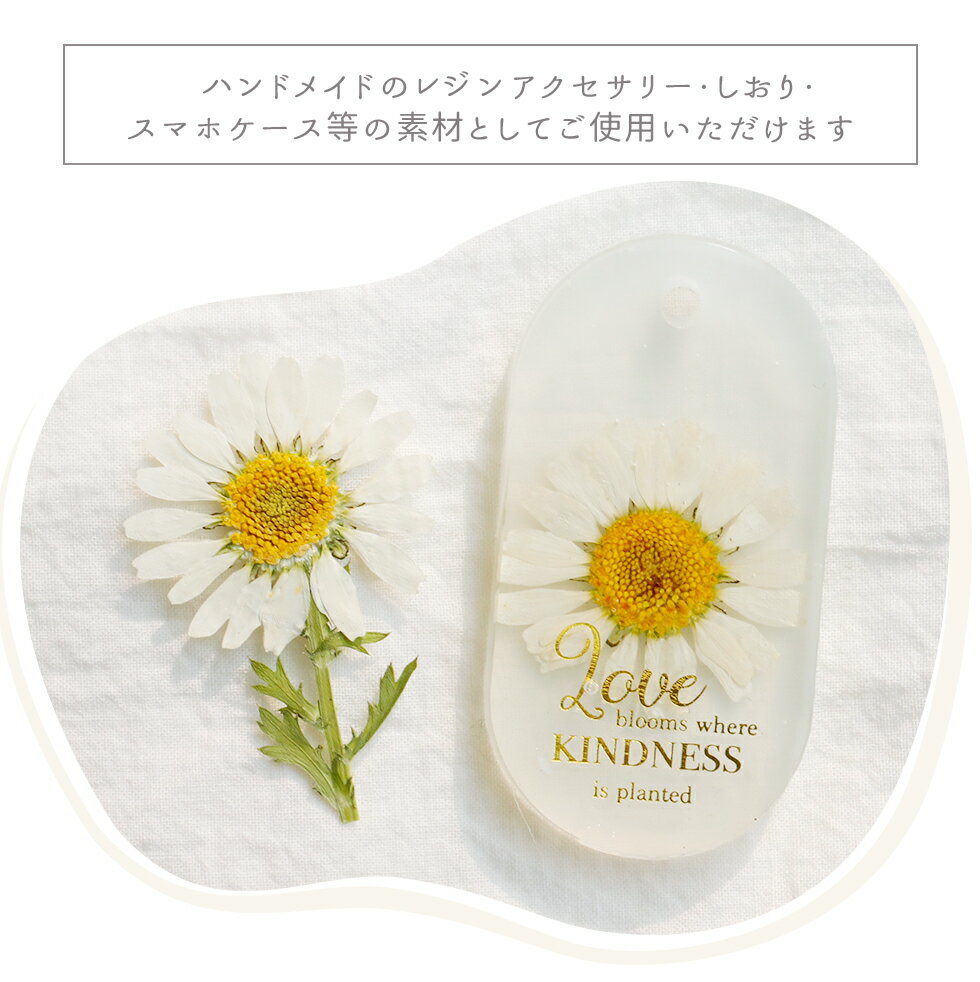 ������ �ɥ饤�ե� ���� �쥸������ �ʥ����� �ܥ��˥��� �ڥ᡼�����б������ ��18��