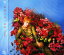 【宝塚歌劇】 愛華みれ 「地球〜TERRA〜」 【中古】【CD】 1,480円
