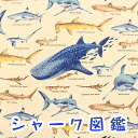 【コットンこばやし】『シャーク図鑑』生成り（カス残し）コットンツイルプリント生地/布/魚/お魚/シャーク/サメ/鮫/こばやし/コットンこばやし/入園入学/ツイル/