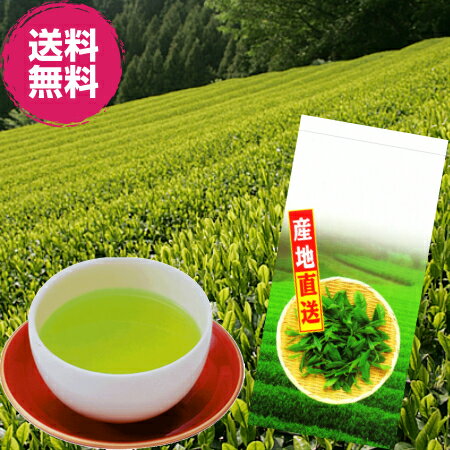 お茶/送料無料/静岡県掛川産 深蒸し茶　竹の露80g×3本セット/初回限定価格