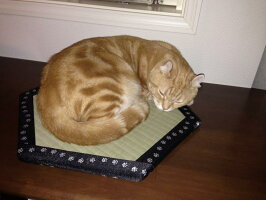 猫ホイホイ猫まっしぐら