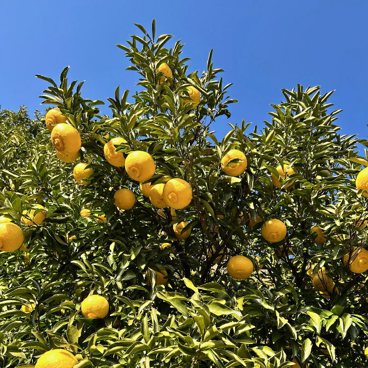 ��ͽ��ۤ������������� �Ϥ뤫 �ߤ��� 1.5kg��10kg�ޤǤ����ߤ������̤������ǽ_ �櫓���� ������ �ե롼�� ��ʪ ����̵�� �ߥ��� ������� ����ľ�� ��̣���� �²λ� �²λ��� ͭ�� ������ ��·��