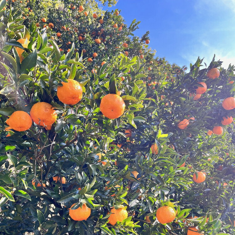 �������������� �ݥ󥫥� 1.5kg��10kg�ޤǤ����ߤ������̤������ǽ_ ������ �ե롼�� ��ʪ ����̵�� �ߥ��� ������� ����ľ�� �ݤ󤫤� ܮ�� ��̣���� �²λ� �²λ��� ͭ�� ������ ��·��