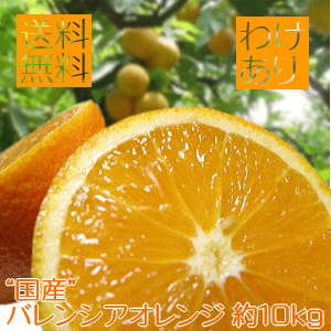 爽快カンキツ ご家庭用 わけあり 国産 バレンシア オレンジ 約10kg_ 訳あり フルーツ 果物 送料無料 おれんじ みかん くだもの 産地直送 人気 美味しい 和歌山 和歌山県 有田