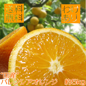 爽快カンキツ ご家庭用 わけあり 国産 バレンシア オレンジ 約5kg_ 訳あり フルーツ 果物 送料無料 おれんじ みかん くだもの 産地直送 人気 美味しい 和歌山 和歌山県 有田のサムネイル