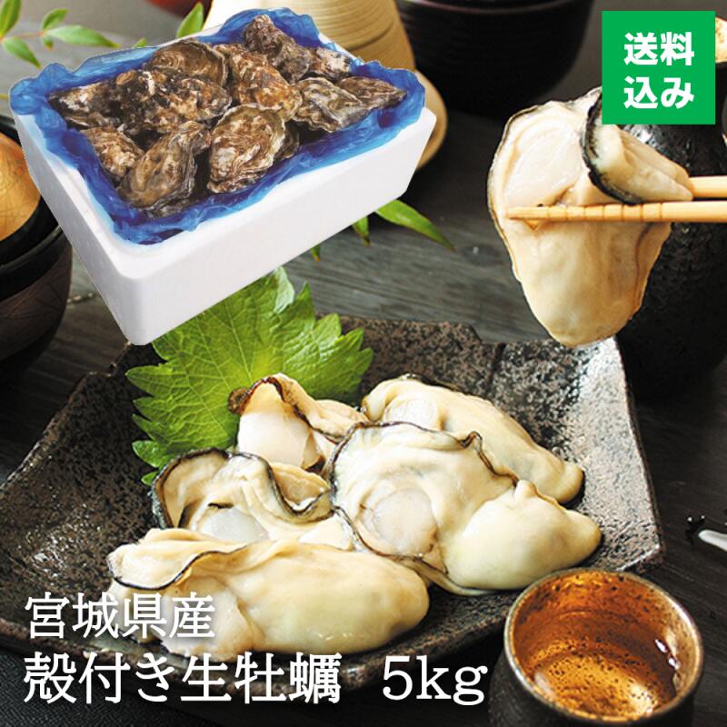【飲食店でも使用】和がき 宮城県産 殻付き 生牡蠣 5kg