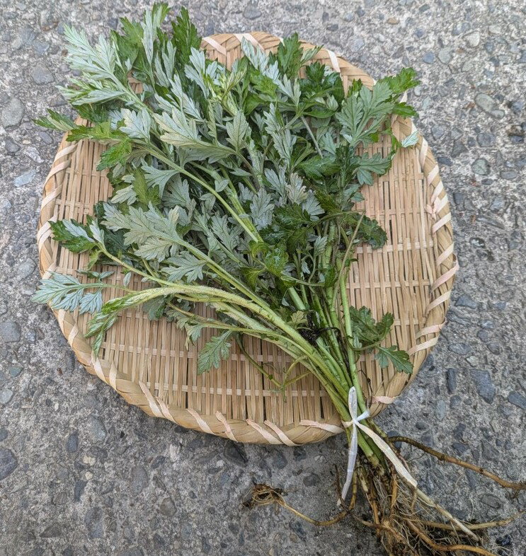 樂天商城 - 国産よもぎ根つき10本約20cm(4月中旬〜）農薬不使用GW期間中お届け可能