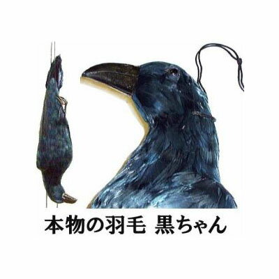 模造カラス カラスの黒ちゃん 鳥追いからす 身幅18cm×体長60cm本物の羽毛使用 模造カラス 防 ...