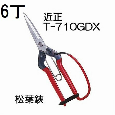 (徳用6丁セット) 近正 松葉鋏 ガード付 T-710GDX チカマサ (レターパックor佐川等)　(zmA70)