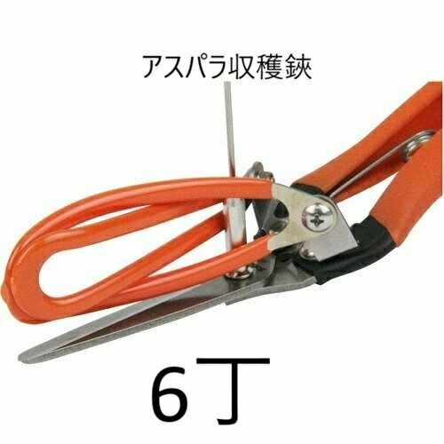 (徳用6本セット) サボテン アスパラ収穫鋏 AG-21 アスパラ切鋏 (アスパラ鋏 アンテナ付き)　coim　zm...