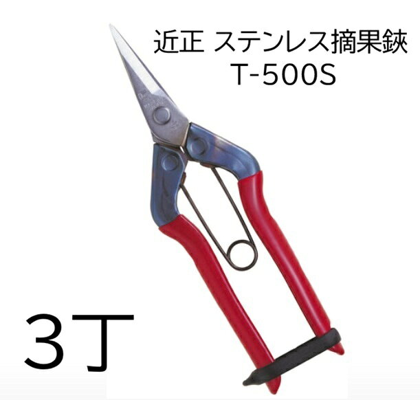 (3丁セット) 近正 ステンレス摘果鋏 T-500S チカマサ (ネコポス)