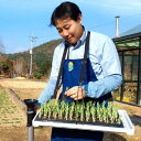 スピード苗トレー(セルトレー プラグトレー スピード苗トレイ 苗の植えつけ)※ハンドプランターとセルトレーは付属しません。