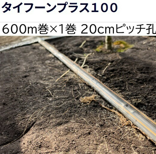 メーカー直送となりますので代引き決済はできません。 北海道、沖縄、離島への送料は見積りになります。 お届け先が法人(会社、事業者、商店、学校、病院、協同組合、農園)等の場合は法人名・店舗名を入力してください。 耐久性とコストパフォーマンスを両立させた 中肉タイプの点滴チューブ 長期使用も可能な、最高のコストパフォーマンスを実現するように作られた中肉タイプの点滴チューブです。 新開発の“ターボネクスト”構造ラビリンスを採用しており、均一性が高く、目詰まりしにくい点滴チューブです。 製品特性 ドリッパーに新開発の“ターボネクスト”構想を採用し、広い流路でより強い乱流を発生させ目詰まりを防ぎます。 高精度ドリッパーが均一な吐出量を実現します。 点滴孔側に2本のオレンジストライプがプリントされることで、点滴孔を正しい向き（上向き）に敷設する際の視認性が向上しました。 点滴孔ピッチは10cm、20cmの2種類のラインナップです。 用途 イチゴ、トマト、キュウリ、ピーマン、ナス、スイカ、メロンなど果菜類・果実 キク、カーネーション、トルコギキョウ、カスミソウ、ストック、スターチスなど花卉類 製品仕様 製品名　タイフーンプラス100－02 点滴孔ピッチ　20cmピッチ ホース内径　16.2mm 厚み　0.25mm 使用圧力範囲　0.05～0.12MPa 散水量　～0.14L/分・m 長尺均一性　81m 材質　黒色特殊ポリエチレン 推奨フィルターメッシュ　120メッシュ 販売巻長　600m関連商品　　　 ミストエース　ポット育苗　　住化農業資材 イチゴや花苗などの「ポット育苗」に最適です。 ●ポリポットやトレイ、プランターを用いた花苗やイチゴの苗の潅水に適した潅水チューブです。 “霧雨のようなミスト散水”で花苗やイチゴの苗にとてもやさしく、かつ均一に散水できます。 ●特殊穿孔で苗にとても優しい超微細噴霧潅水ができます。　●育苗時の成育促進に利用できます。 ●肉厚ポリエチレンチューブなので、丈夫で長持ちします。 ●散水幅は約1.5mでコンパクトな面積での散水に適しています。60mまで均一に散水できます。 部材名をクリックで購入ページへ移動します。&nbsp; R用ワンタッチストッパー ミスト20用ニップル 巻取機2B型　巻取機3型 フィルター ミストエース保持具 スクリューニップル20 ●苗よりも高い位置に設置する場合には「ミストエース／R兼用保持具（上画像）」を使います。 ●専用の巻取機で敷設・収納・移動が簡単にできます。