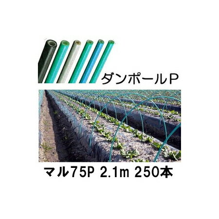 楽天瀧商店（徳用250本セット） ダンポールP マル75 ×2.1m 緑 トンネル幅100cm （個人宅配送OK） ［トンネル支柱 アーチ支柱］ 宇部エクシモ