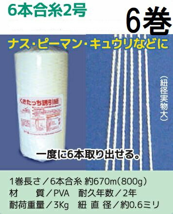 (徳用6巻セット) 誘引資材 くきたっ�