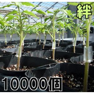 (10000個入) 接木ホルダー 絆 (きずな) (1000個入×10袋) ナスニックス ※15号、18号、21号、24号からお選びください