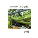 (50個入) トマト誘引資材 たっぷり カケ次郎 大容量 シーム KJR-50［誘引具 カンタン 瀧商店］ トマト栽培 (zm)