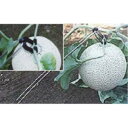(200組セット) つるべえ (杭とフックのセット) メロンの簡単吊り具 槍木産業