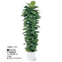 【室内用】観葉植物 ヘゴ付ポトス 1.8m(GD-09L 21468600)［タカショー 園芸用品 エクステリア 農機具 瀧商店]