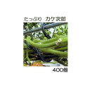 (ケース特価 400個入) トマト誘引資材 たっぷり カケ次郎 大容量 (50個入×8袋) シーム KJR-50［誘引具 カンタン 瀧商店］ トマト栽培