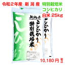 ◆産地直送◆令和2年産　新潟産特別栽培米コシヒカリ 白米25kg（5kg×5袋）お米マイスター特選　贈り物・ご家庭用においしいコシヒカリをどうぞ！安全安心の減農薬米！