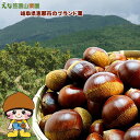 岐阜県えな笠置山栗園の和栗 2L 2kg 【国産恵那栗・無燻蒸・生栗】【クール便】