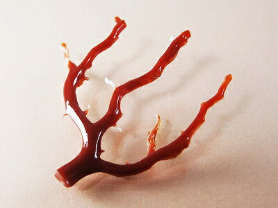 血赤珊瑚 ルース 高知県産血赤珊瑚 枝型 パーツ 自分だけのプレシャスジュエリーを作りませんか？ 無染色さんご サンゴ