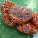 【超特大】北海道産・活毛ガニ900g前後×1尾【楽ギフ_のし】【活カニ】【贈答】【お買い得】