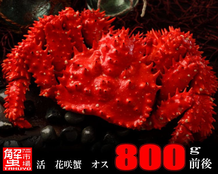 数量限定・激安!!希少・根室産活花咲かにオス1尾 800g前後　【楽ギフ_のし】