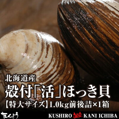 活だから旨さが違う！北海道産殻付「活」ほっき貝【特大サイズ】1.0kg前後詰×1箱