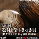 活だから旨さが違う！北海道産殻付「活」ほっき貝【特大サイズ】3.0kg前後詰×1箱