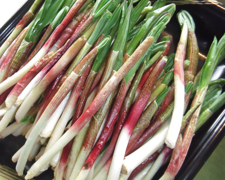 北海道の特産品！幻の山菜！北海道産　天然　行者にんにく急速冷凍！約1.0kg入(250g×4)【楽ギフ_のし】 2