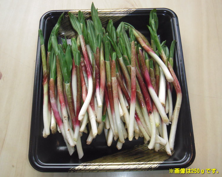 北海道の特産品！幻の山菜！北海道