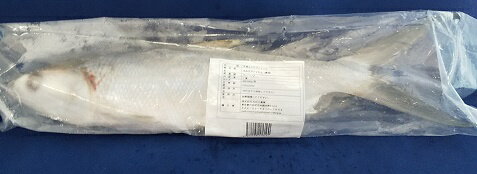 冷凍ミルクフィッシュ 1尾(frozen milkfish bangus)(400g〜500g/枚)フィリピン料理 インドネシア料理 バンガス サバヒー 量販 業販 卸