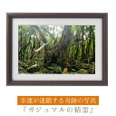 運気が上がる!? 【奇跡の写真】ガジュマルの精霊 ≫運気が上がる絵を探している方へ!飾るだけで幸運が連鎖すると話題!秋元隆良の開運フォト作品 奇跡の写真シリーズ...
