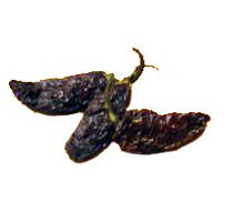 【3〜6営業日以降出荷】【送料無料】モラ乾燥（50g x 1）【チレ】【12812】【沖縄・離島は別料金加算】