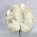 アートグリーンつわぶき ツワブキホワイトゴールド葉物 造花