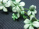 アートグリーンミニシッサス葉物 造花