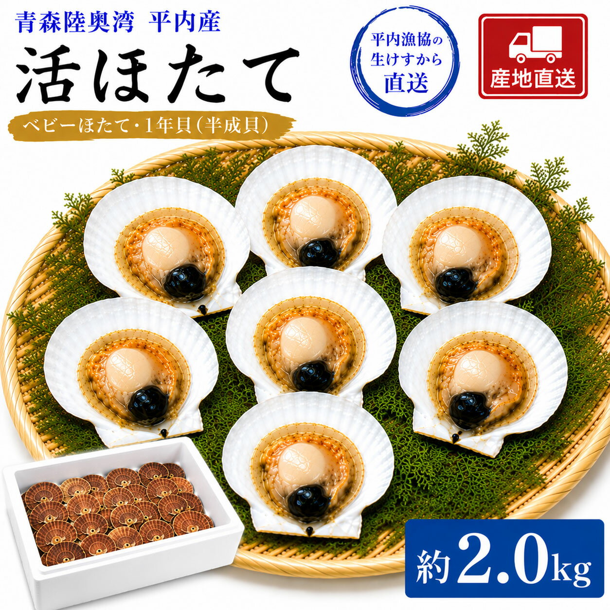 Shellfishes - 活ほたて 青森 陸奥湾 平内産 2.0キロ 1年貝 半成貝 平内漁協の生けすから直送 送料無料 父の日