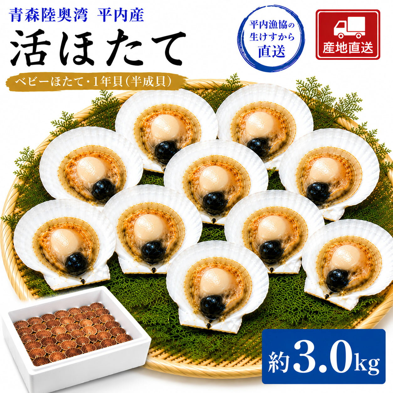 Scallop - 活ほたて 青森 陸奥湾 平内産 3.0キロ 1年貝 半成貝 平内漁協の生けすから直送 送料無料 父の日