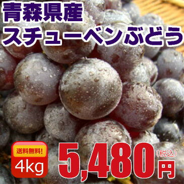 【送料無料】青森 ぶどう スチューベン 贈答用 4Kg（12〜18房） ≪青森県産・平均糖度18度のあまいブドウ♪≫ | 青森産 お土産 お歳暮 青森県産 ギフト お取り寄せ おみやげ 青森県 プレゼント ブドウ 果物 フルーツ 産地直送 お返し 御歳暮 内祝い 誕生日 誕生日プレゼント