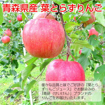 送料無料 青森 りんご 葉とらずりんご サンふじ 10kg(28-32玉前後) 秀品大玉 贈答用ランク 青森県産 産地直送 青研 | お土産 葉とらず 果物 ギフト フルーツ 大玉 贈答用りんご リンゴ 青森りんご 贈答用 内祝い お取り寄せ 林檎 さんフジ 御歳暮 お歳暮 冬ギフト